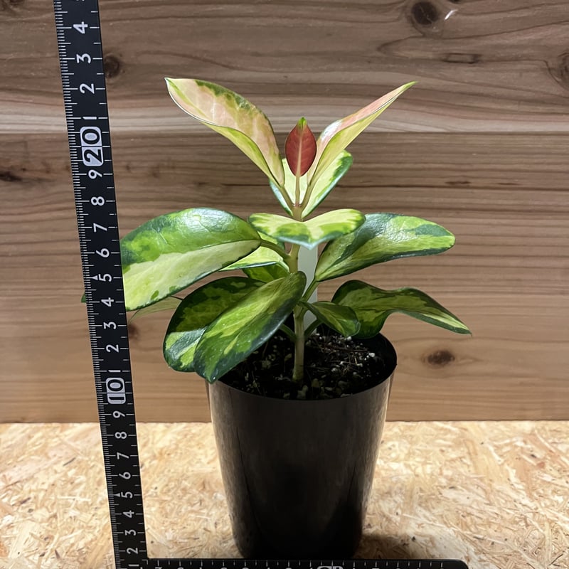 ホヤ オーストラリス リサ | GREEN LUCK