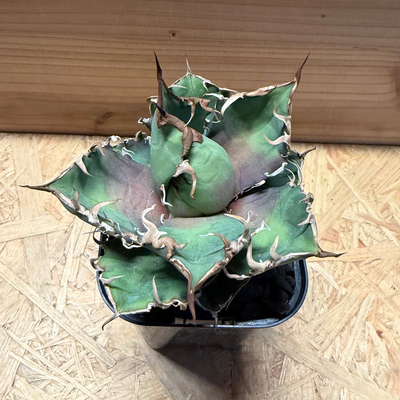 アガベ チタノタ 'シーザー' | GREEN LUCK