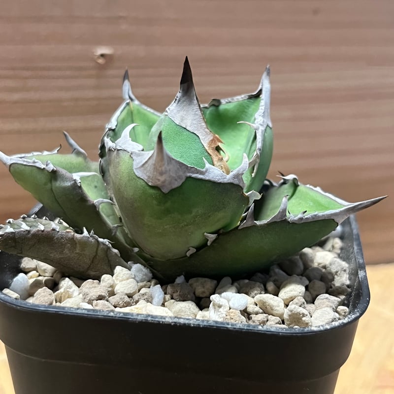 アガべ チタノタ '白犀牛' | GREEN LUCK