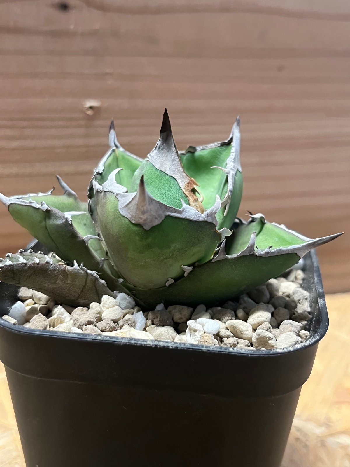 アガべ チタノタ '白犀牛' | GREEN LUCK