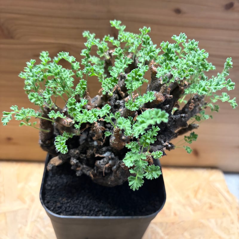 ペラルゴニウム　アルテルナンス ペラルゴニウム アルテルナンス ペラルゴニウム アルテルナンス