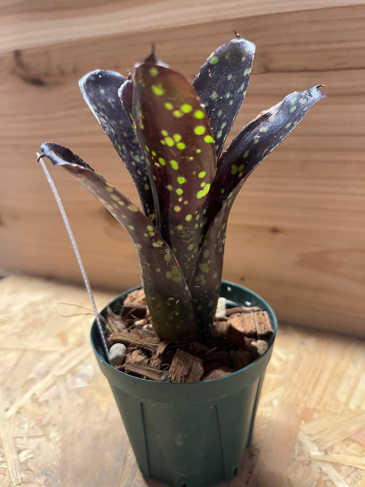 ネオレゲリア ドミノ | GREEN LUCK