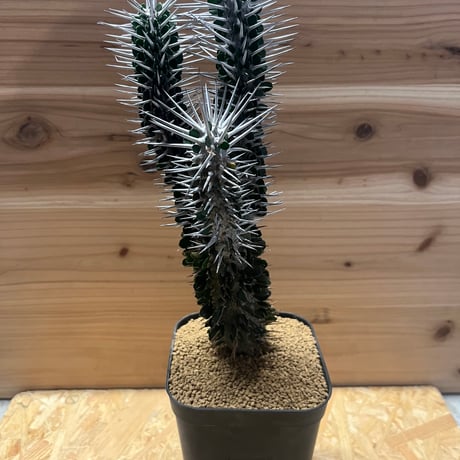 アローディアモンタグナッキー | STORES