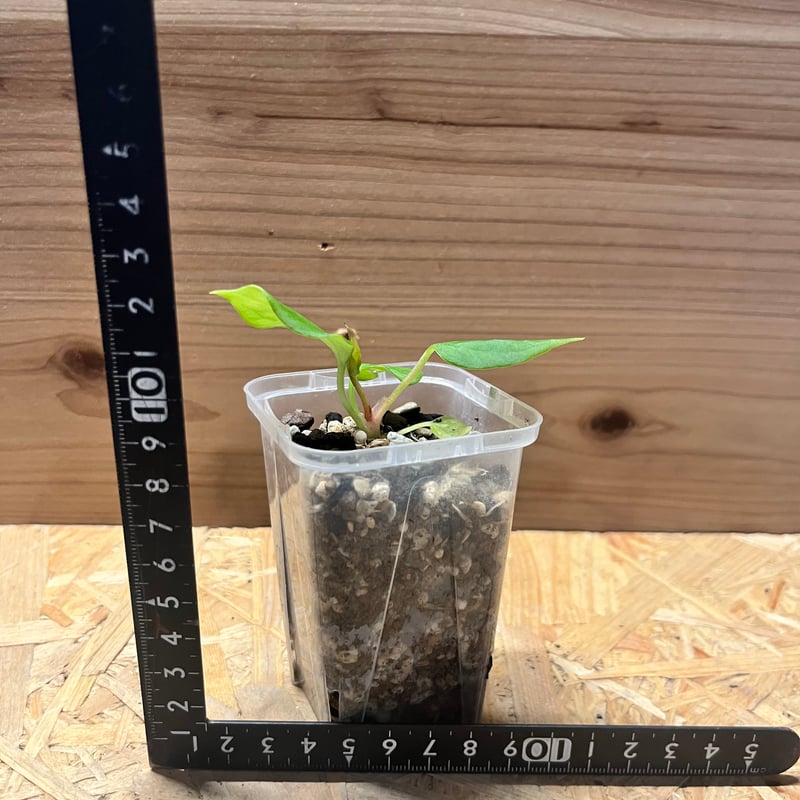 アンスリウム ポーティラエ NSE | GREEN LUCK