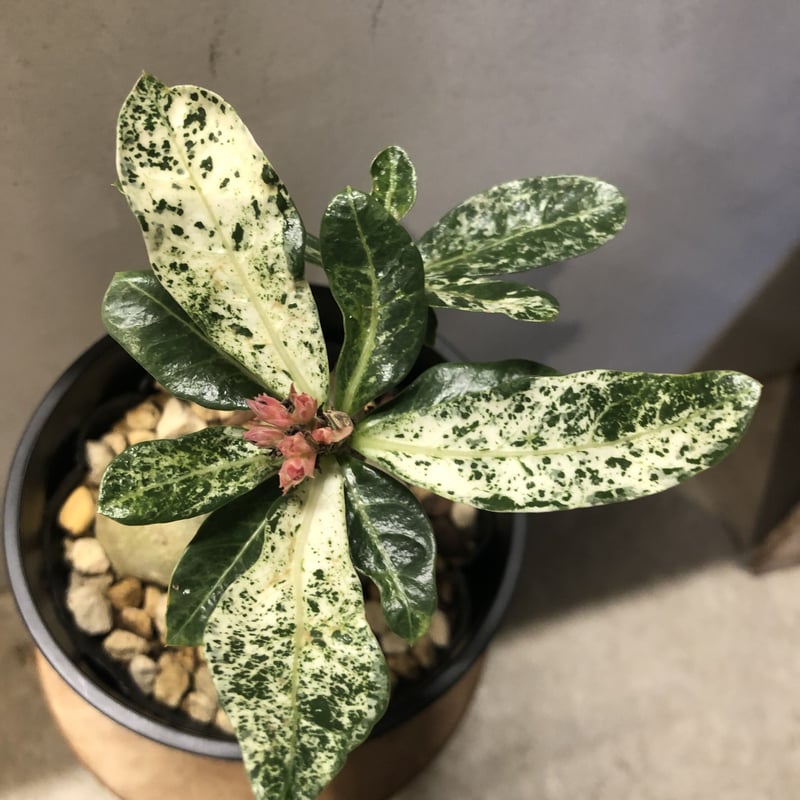 斑入り　アデニウム　大株 アデニウム 斑入り | GREEN LUCK