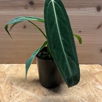 ⭐︎アンスリウム　ミシェル　(DOCBLOcK) アンスリウム ミシェル Anthurium Michelle by Docblock