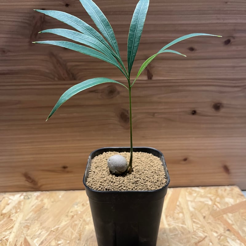 サイカス・デバオエンシス ③ / ソテツ 希少 レア 入手困難 第四種郵便