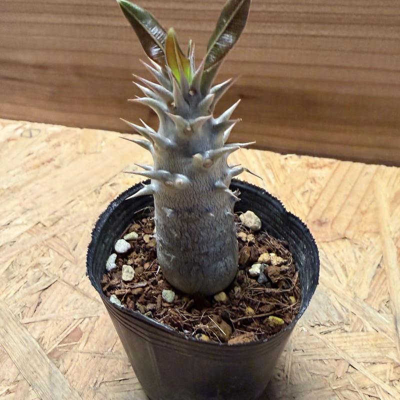 パキポディウム マカイエンセ パキポディウム マカイエンセ LUCK GREEN | 塊根植物・コーデックス