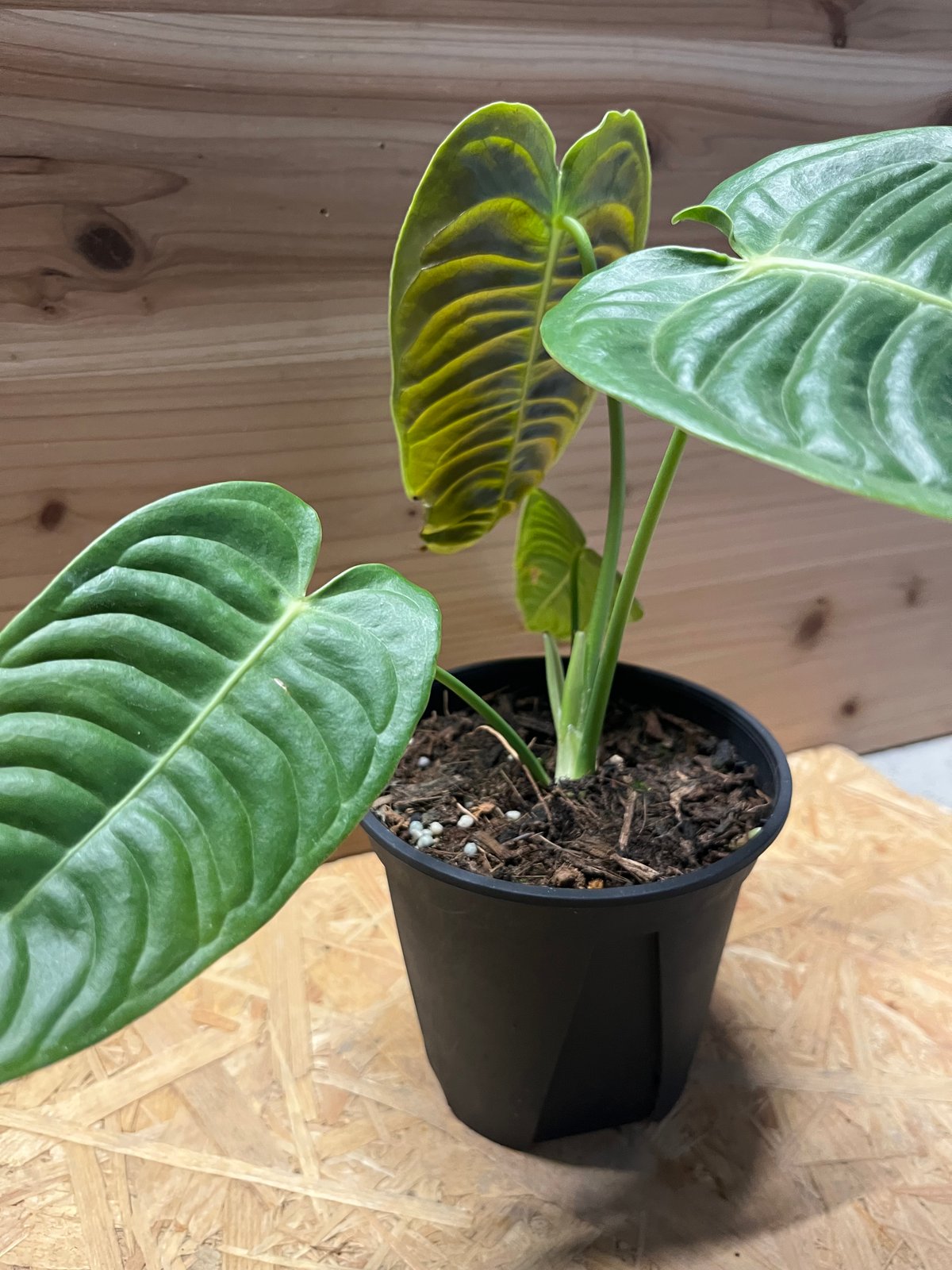 アンスリウム ベイチー | GREEN LUCK