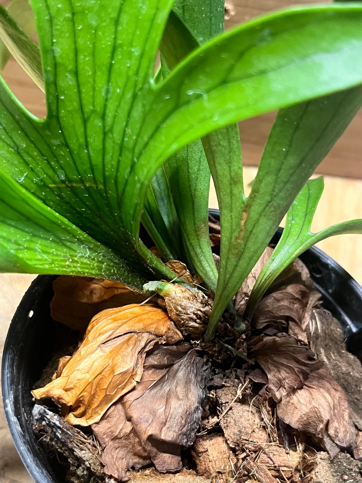 ビカクシダ コロナリウム ドラゴンツリー | GREEN LUCK