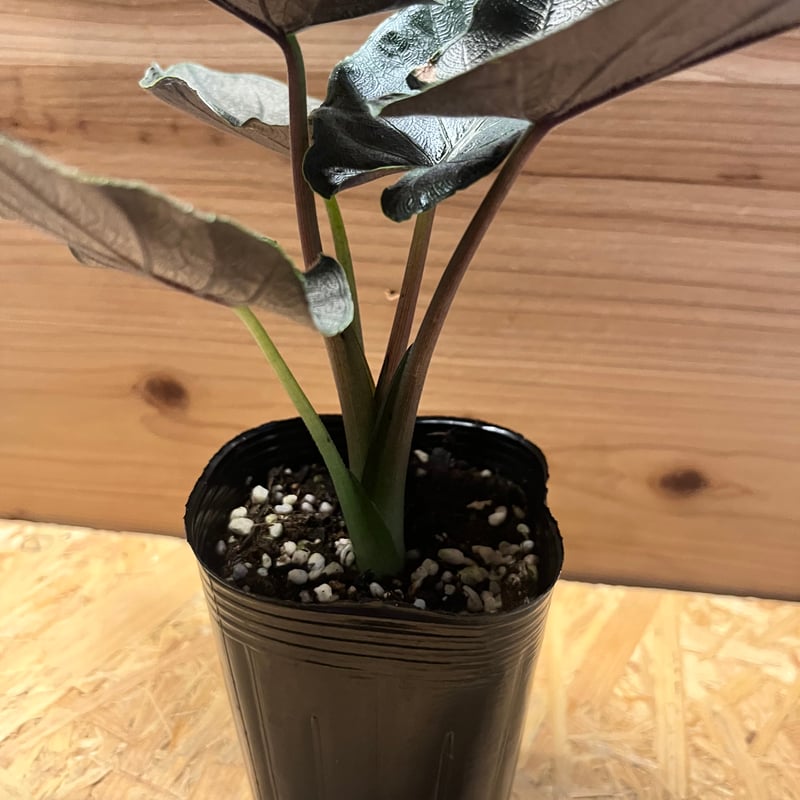 アロカシア　ワトソニアナ　glossy グロッシー　ベルベット アロカシア ワトソニアナ glossy グロッシー ベルベット