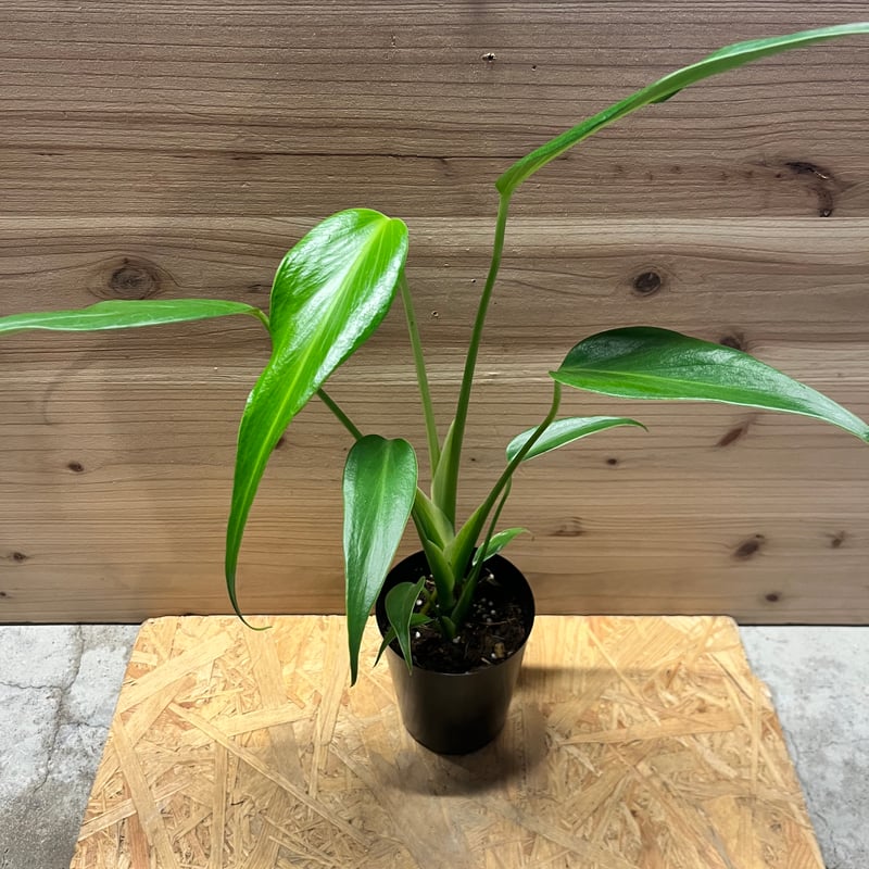 モンステラ バールマルクスフレーム | GREEN LUCK