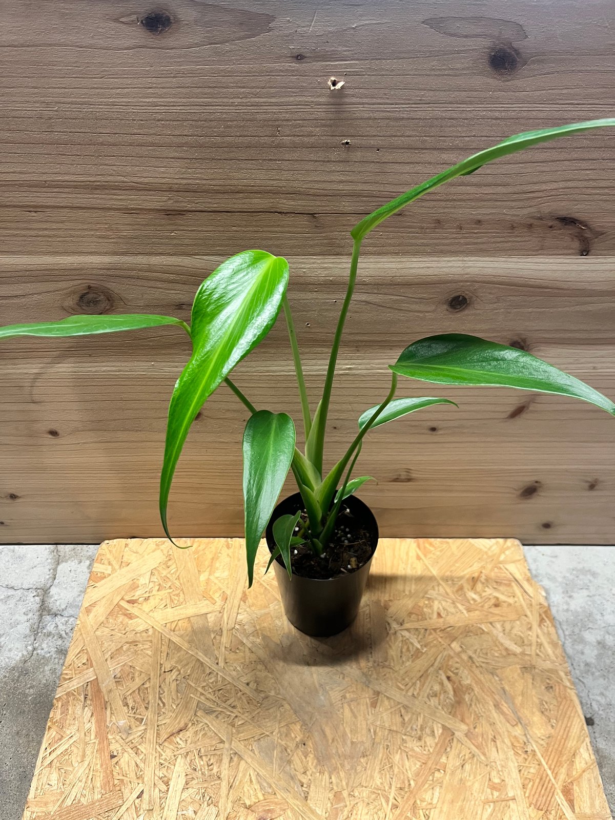 モンステラ バールマルクスフレーム | GREEN LUCK