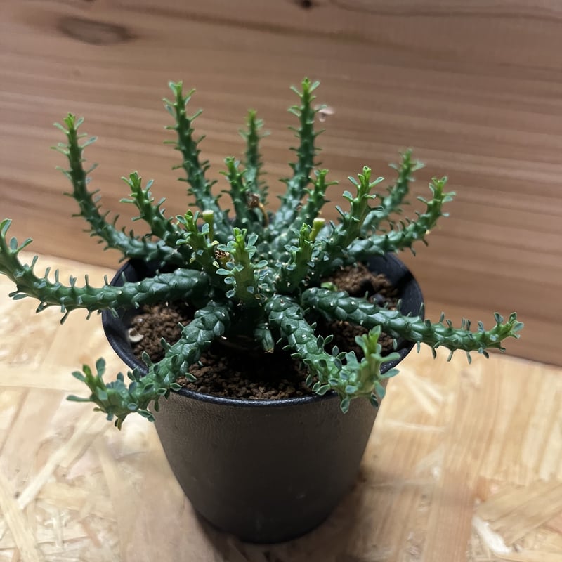 ユーフォルビア ゴルゴニス | GREEN LUCK