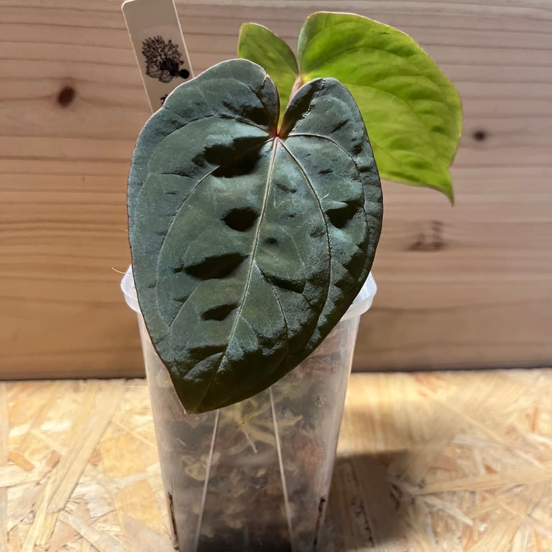 アンスリウム ホフマニー×アントラキー | GREEN LUCK