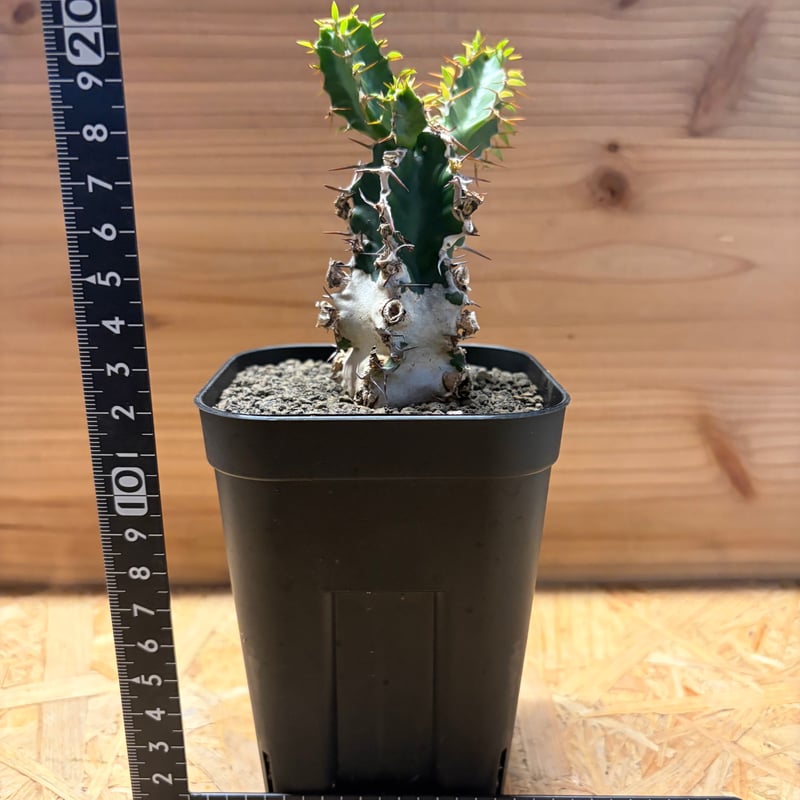 ユーフォルビア ムランジーナ | GREEN LUCK