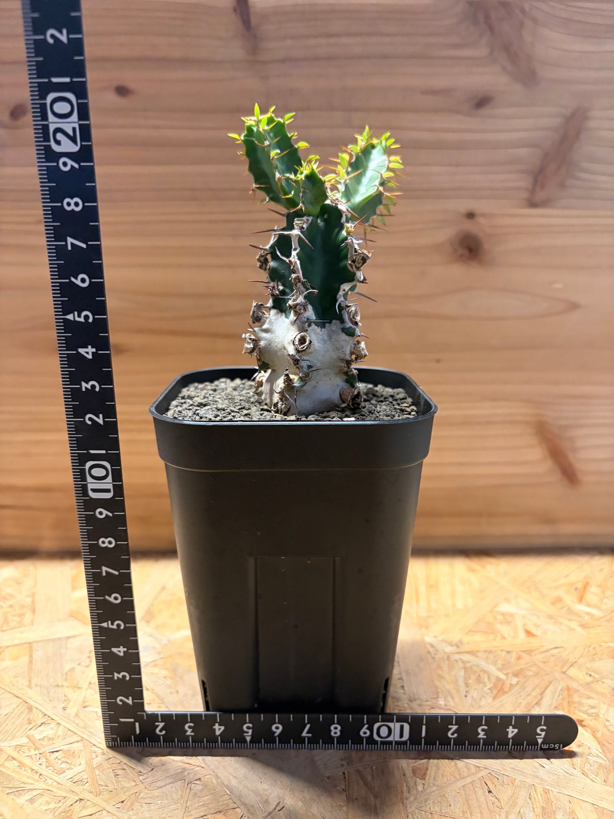 ユーフォルビア ムランジーナ | GREEN LUCK