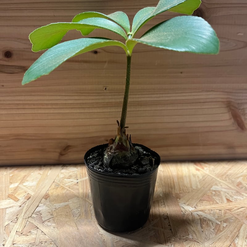 ザミア フルフラセア | GREEN LUCK