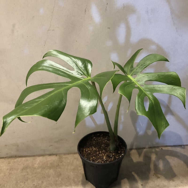 モンステラ デリシオサ コンパクタ | GREEN LUCK