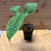 キルトスペルマ ジョンストニー | GREEN LUCK