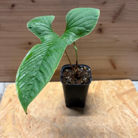 アンスリウム | STORES