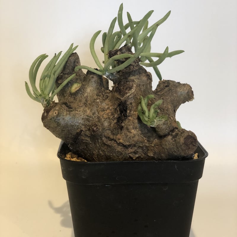 チレコドン　ペアルソニー チレコドン ペアルソニー Tylecodon pearsonii | mana's farm: