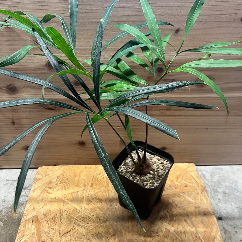 【お盆セール】サイカス・デバオエンシス ① / ソテツ 希少 レア 入手困難 サイカス・デバオエンシス ① / ソテツ 希少 レア 入手困難 第四種郵便