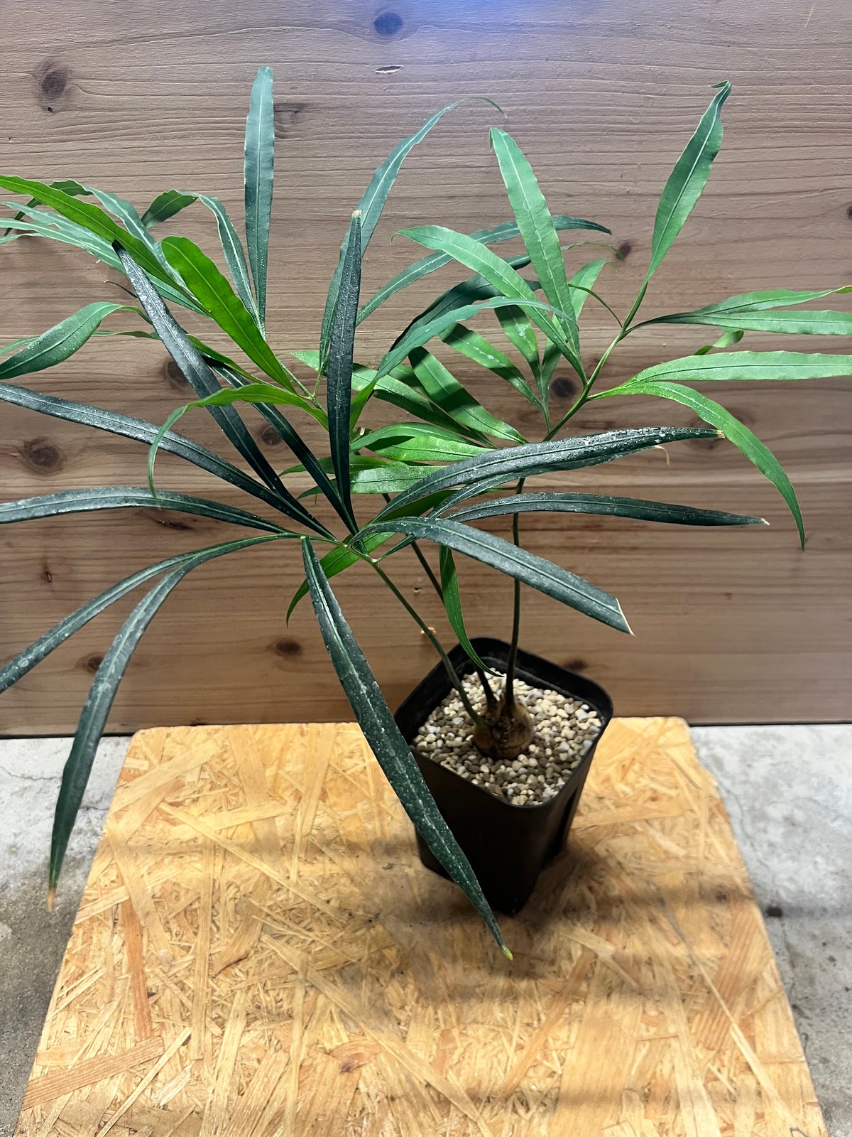 【お盆セール】サイカス・デバオエンシス ② / ソテツ 希少 レア 入手困難 サイカス デバオエンシス | GREEN LUCK