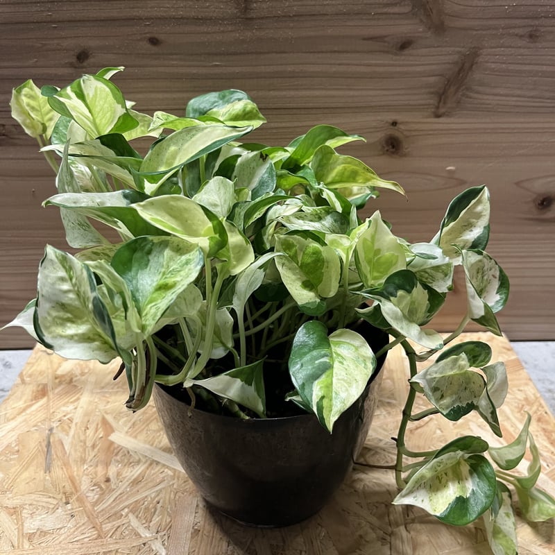 ポトス グローバル | GREEN LUCK