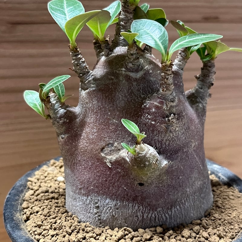 アデニウム ドワーフハイブリッド モンスター | GREEN LUCK