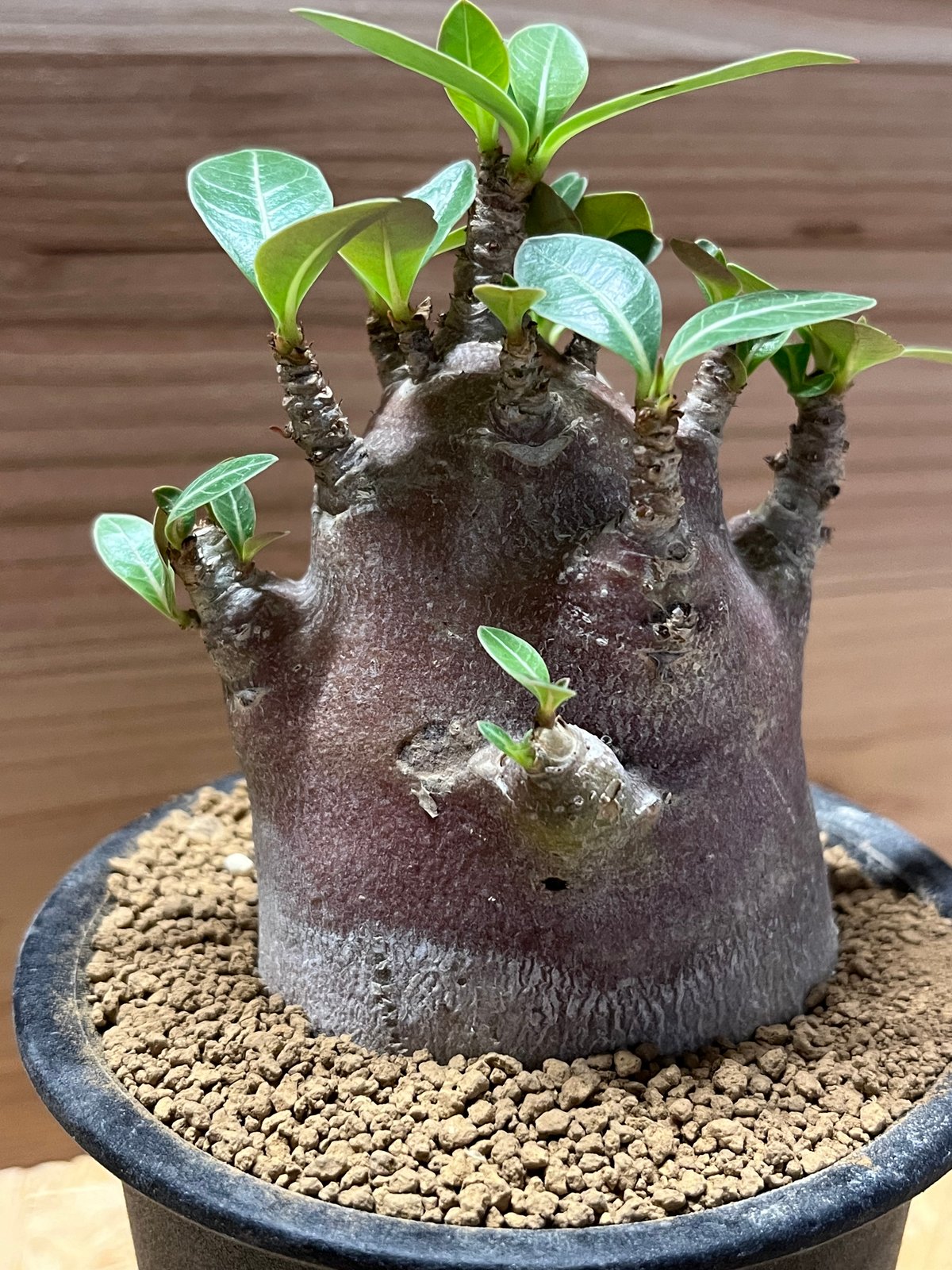 アデニウム ハイブリッド ドワーフ アデニウム ドワーフハイブリッド モンスター | GREEN LUCK