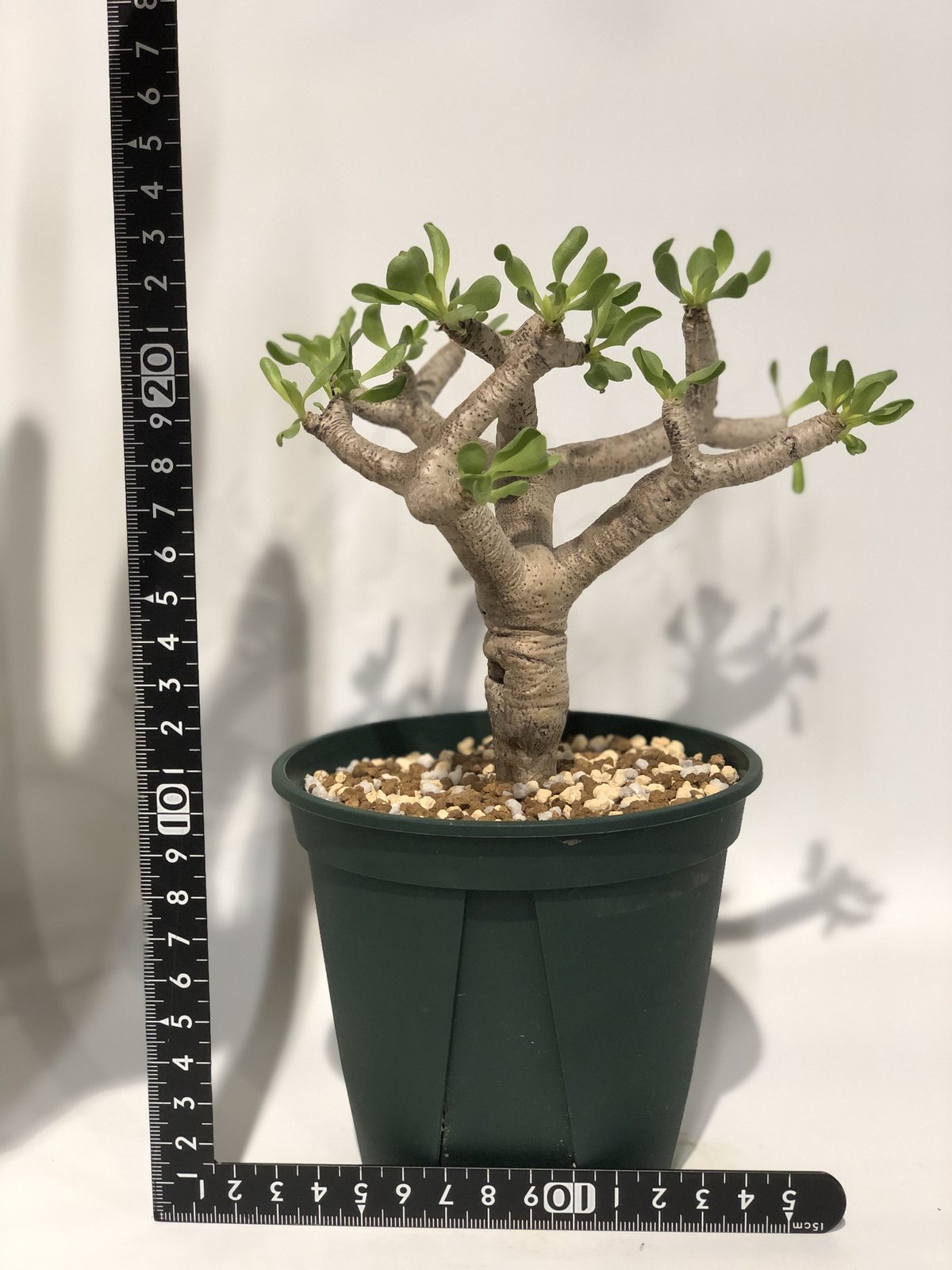 オトンナ フルカタ | GREEN LUCK