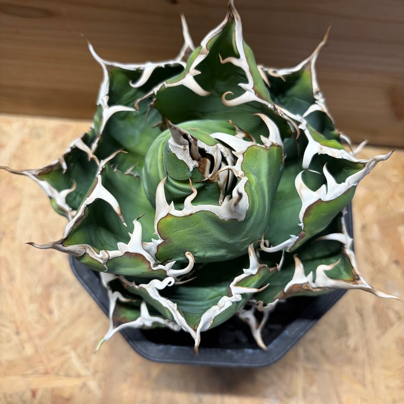 アガベ　チタノタ'白鯨' Amazon｜アガベ チタノタ 白鯨 (ハクゲイ)/ Agave titanota 'White