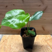 アグラオネマ カーティシー 山採りワイルド株 | GREEN LUCK