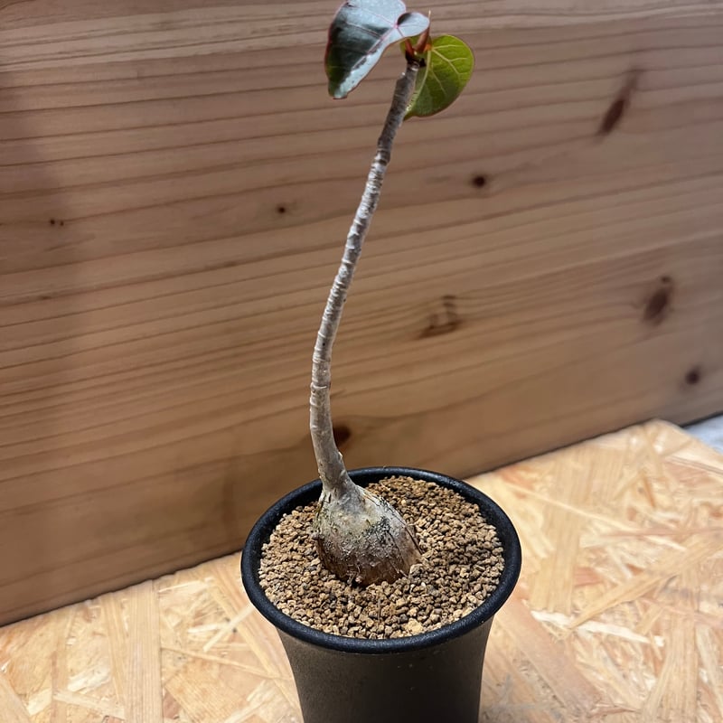 フィカス　ペティオラリス フィカス・ペティオラリスの育て方 | 観葉植物の通販 AND PLANTS