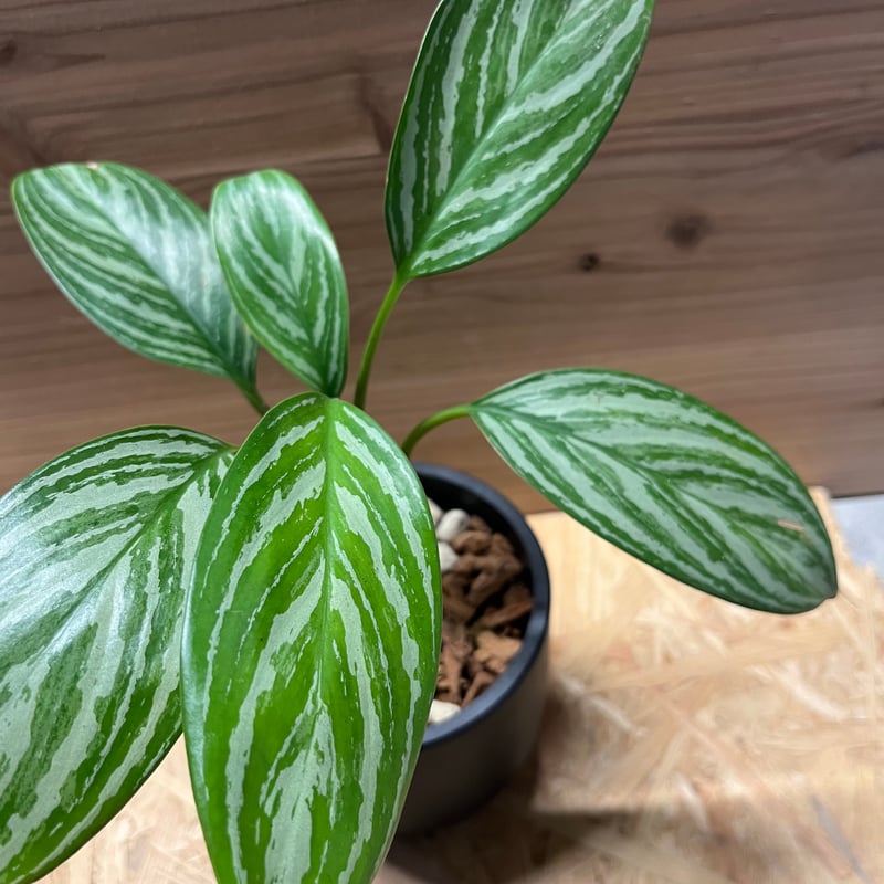 アグラオネマ ニティドゥム カーティシー | GREEN LUCK