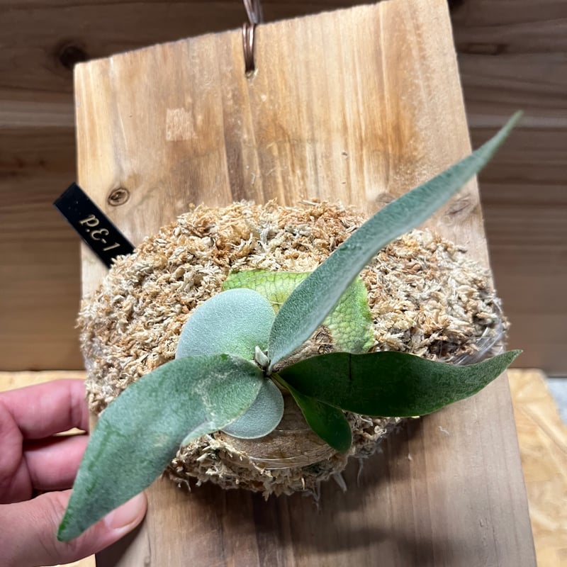 ビカクシダ E-1 カーリーコンパクト ビカクシダ E-1 | GREEN LUCK