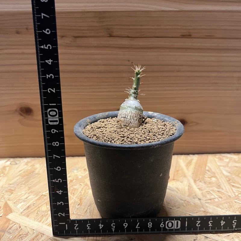 パキポディウム サキュレンタム | GREEN LUCK