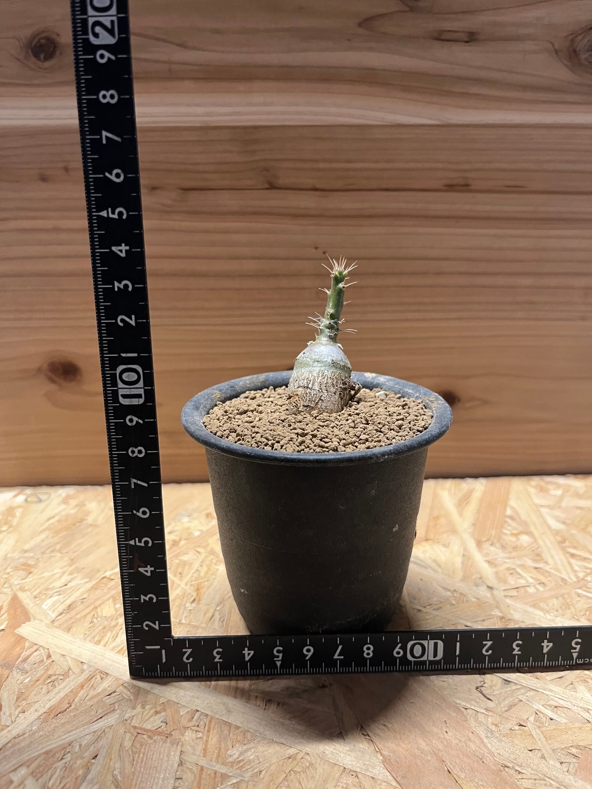 パキポディウム サキュレンタム | GREEN LUCK