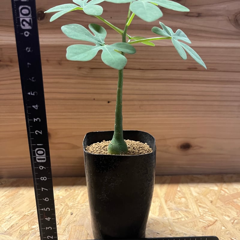 超大株アデニア　グラウカ　発根済み　鉢ごと発送 アデニア グラウカ | GREEN LUCK