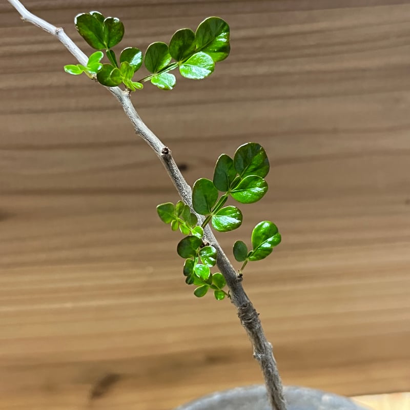 オペルクリカリア デカリー　特大株　鉢ごと発送 オペルクリカリア デカリー 特大株 鉢ごと発送