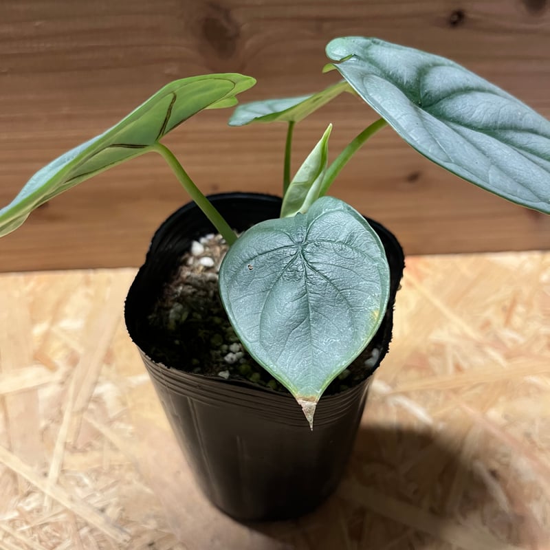 アロカシア シルバードラゴン | GREEN LUCK