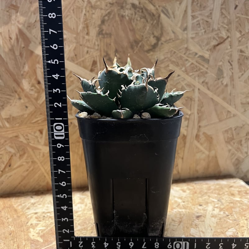 アガベ　チタノタ　クレイジー　陶器鉢植え アガベ チタノタ Crazy | フラワーショップ潤