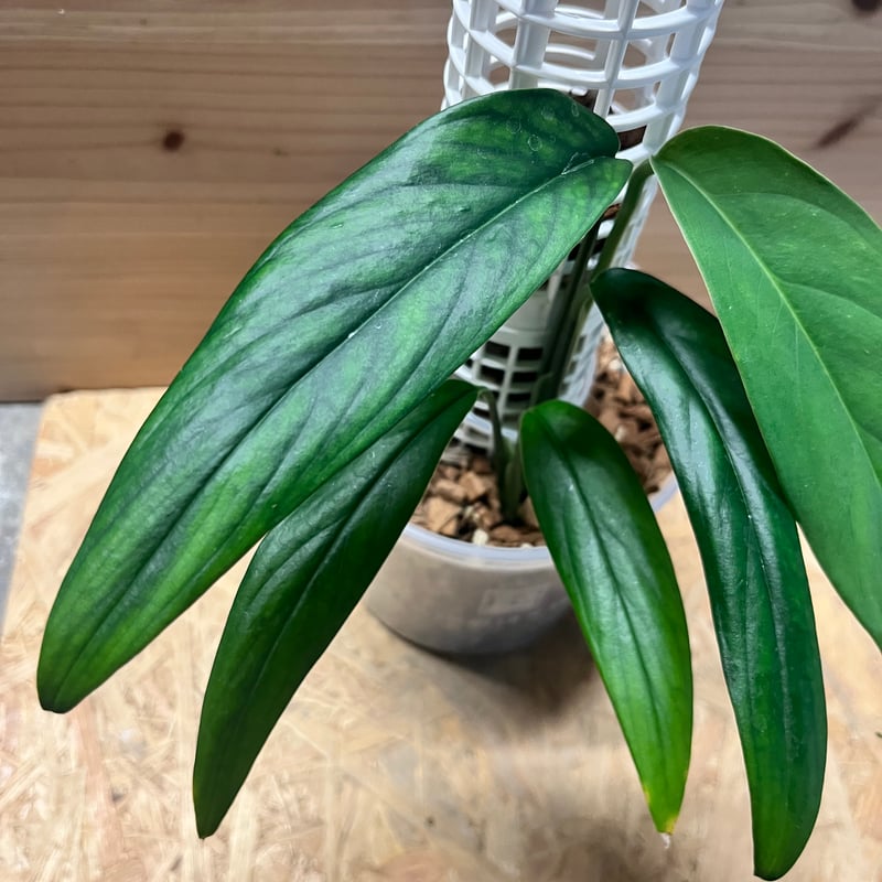 モンステラ クローティ | GREEN LUCK