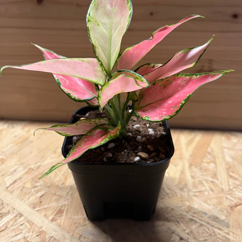 アグラオネマ ロッソ | GREEN LUCK