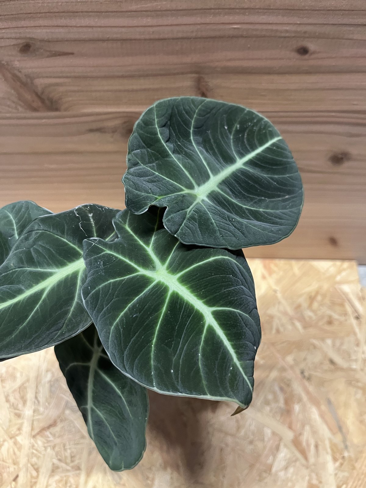 アロカシア ブラックベルベット 斑入り ＊* お芋から育てた子