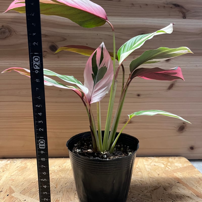 マランタ アルディナセア バリエガータ | GREEN LUCK