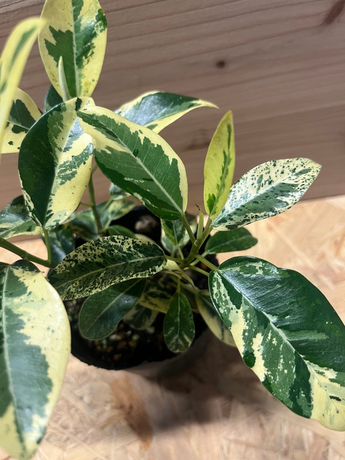 fukuchan　　　フランスゴム斑入り　綺麗ですよー フィカス：ルビキノーサ（フランスゴム）斑入り 3.5号ポット の