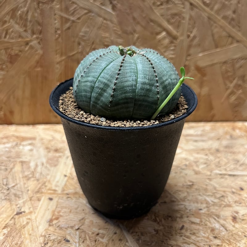 ユーフォルビア オベサ | GREEN LUCK