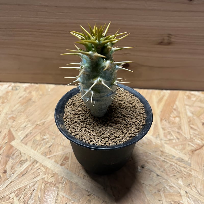 パキポディウム アンボンゲンセ | GREEN LUCK